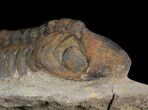 Bargain, Reedops Trilobite - Atchana, Morocco #43483-4